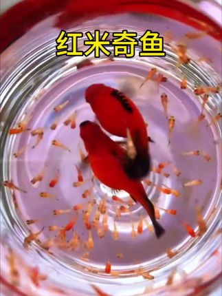 这么能生的鱼你见过吗?才养了一个月,直接给我干爆缸了!#鱼缸里的大自然 #养鱼 #神奇动物在抖音 #看过来 #水族