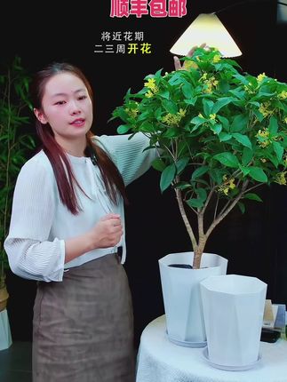 好看,好闻,又好养的#四季桂花 养一盆,满屋飘香#花卉绿植盆栽 #室内盆栽 #四季桂花浓香型