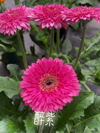 #云南高杆非洲菊 #美丽的风景好看的花 #非洲菊养护