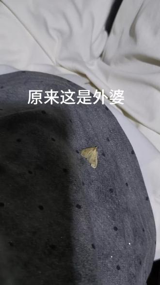 豆包说只有一生善良、为人宽厚的老人,离世前才会出现这类温和的生灵。飞蛾前来,代表外婆一生行善,灵魂安稳,走得安详,没有痛苦,是善终的吉兆。 #外婆一路走好