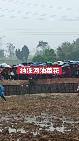 新市街道纳溪河油菜花节抓🐖节目!