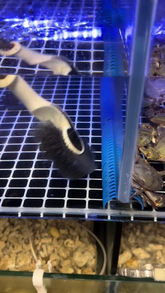 鱼缸卫生怎么搞 我们可能因为马头刷而认识#马头刷 #长柄刷 #海鲜水产 #鱼缸#海鲜池