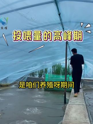 亚盐高 用#鱼耀硝化细菌 菌种活性高,复苏快,稳降不反复#小棚虾养殖 #好物推荐推荐 #大虾#四大家鱼