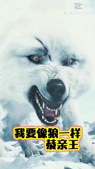 我要像狼一样#世界观非常宏大的小说推荐 #雪狼2 #雪狼结局 #重生狼王