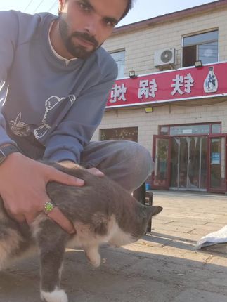 在烧烤店门口,他们被迫吃饼干。 #猫 #猫咪 #中国石油大学北京 #喵咪颜究社 #喵咪颜究社主食冻干
