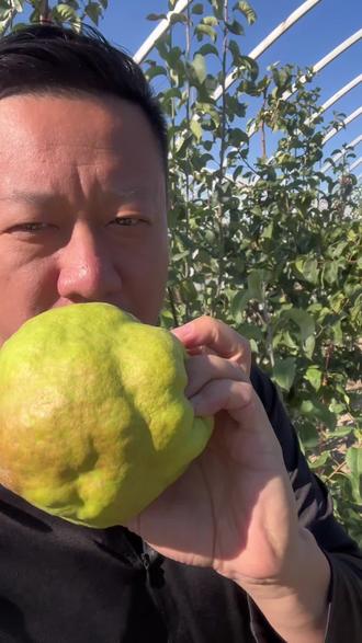 #玉露香梨 新疆最好吃的香梨