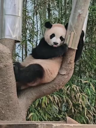 甜睿睿的贵妃躺太可爱了吧#睿宝辉宝 #可爱 #大熊猫 #来这吸熊猫 #国宝熊猫