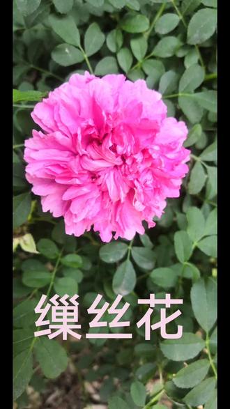 #日常分享#花草绿植#缫丝花
★缫丝花是蔷薇科蔷薇属的落叶灌木,别名刺梨、木梨子等,以下是详细介绍:
形态特征
- 植株:高1-2.5米,树皮呈灰褐色,成片状剥落;小枝圆柱形,斜向上升,有成对或散生的皮刺。
- 叶片:小叶9-15枚,连叶柄长5-11厘米,小叶片椭圆形或长圆形,先端急尖或圆钝,基部宽楔形,边缘有细锐锯齿,上面深绿色,叶脉下陷,下面灰绿色,密被绒毛和腺体。
- 花朵:花单生或2-3朵,生于短枝顶端,直径5-6厘米;花梗短,有稀疏小皮刺;花萼外面密被针刺;花瓣重瓣至半重瓣,淡红色或粉红色,倒卵形,先端外卷。花期5-7月。
- 果实:扁球形,直径3-4厘米,绿红色,外面密生针刺;萼片宿存,直立。果期8-10月 。
生长习性
- 环境:多生长于海拔500-2500米的向阳山坡、沟谷、路旁以及灌木丛中。
- 气候:喜温暖湿润和阳光充足的环境,有一定的耐寒能力,对土壤要求不严,在肥沃、疏松、排水良好的土壤中生长更佳 。
分布范围
原产于中国,在陕西、甘肃、江西、安徽、浙江、福建、湖南、湖北、四川、云南、贵州、西藏等地均有分布。
主要价值
- 食用价值:果实富含维生素C,有“维C之王”的美誉,可鲜食,也能用来制作果汁、果酱、果脯等。
- 药用价值:果实、根都可入药,具有健胃、消食、滋补、止泻等功效。
- 观赏价值:花形美观,花色娇艳,且花期较长,可用于庭院绿化、美化,也可作花篱材料 。