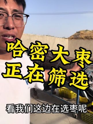 今年的新货红枣下树了#红枣 #枣 #哈密大枣