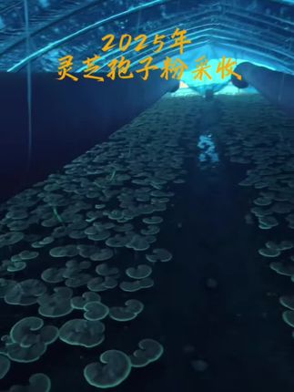 2025年灵芝孢子粉开始采收啦~ #灵芝 #灵芝孢子粉 #长白山