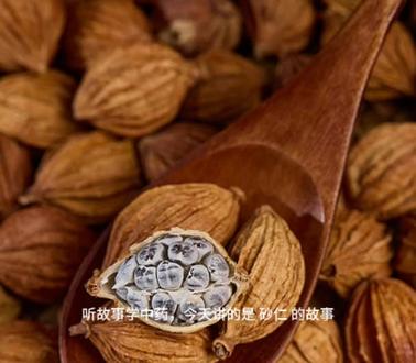 听故事学中药,今天讲的是砂仁的故事#砂仁#中药#科普故事