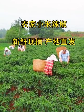 #强烈推荐 #优质农产品 #无辣不欢#小米辣椒