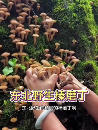 东北野生榛蘑,新鲜焯水后保鲜速冻发货,味道鲜美爽滑,拿来炖鸡,炒肉都特别好吃~#榛蘑 #野生菌 #小鸡炖榛蘑 #大山里的味道 #妈呀太香了