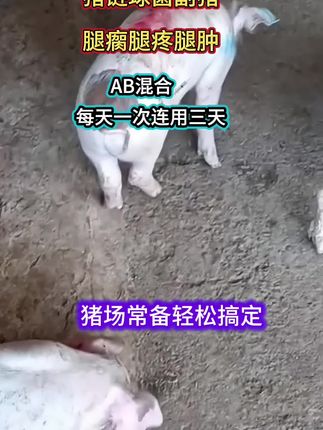 #三农养猪#自繁自养母猪#所有养猪人#养猪人不容易#养猪技术
