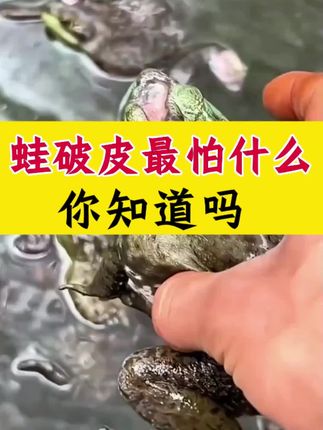 蛙破皮最怕什么,你知道吗?#黑斑蛙养殖#泰蛙养殖#石蛙养殖