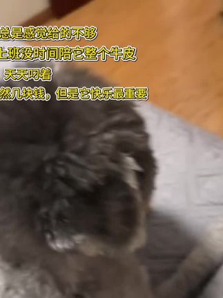#毛孩子的日常 自己天天叼着牛皮满屋走,可爱的宝贝多多