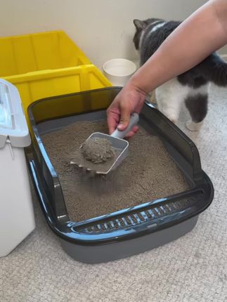 养猫必备神器 #猫砂