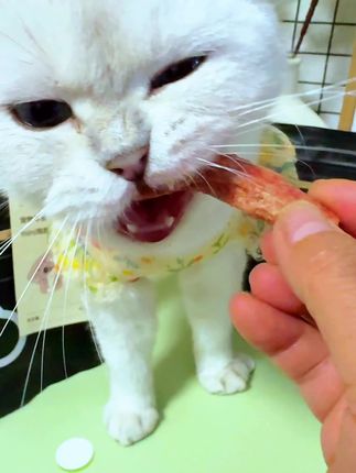 猫咪颜究社宠物零食冻干鸡脖,我家毛孩子是嘎嘎爱炫#宠物吃货 #萌宠成长记 #这也太好吃了 #猫咪颜究社冻干鸡脖