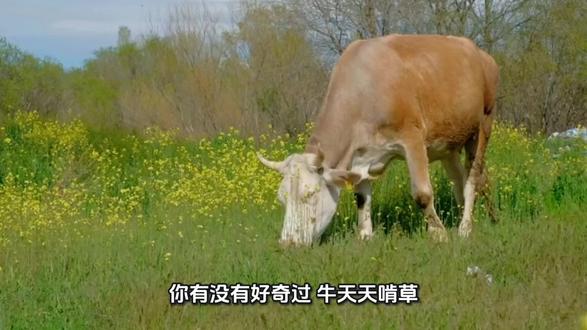 牛只吃草长肌肉的奥秘:肚子里的微生物肉联厂 #牛的消化奥秘 #反刍动物冷知识 #微生物共生 #自然进化智慧