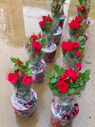 红玫瑰整在打包中,来看看苗情如何#花卉绿植 #月季#绿植盆栽花卉