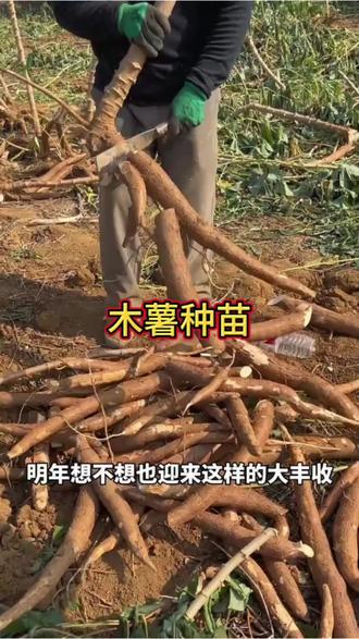 正宗广西华南九号黄心木薯苗优选9号黄肉木薯种苗#谁知道这是什么 #乡村产业 #抖音助农扶农 #新农人计划抖音推广