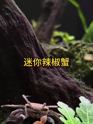 迷你辣椒蟹 指尖能托起的迷你辣椒蟹,是水族箱里的“川味小活宝”。1-2厘米的玲珑身型,青灰背甲缀着橘红斑点,爬动时细螯挥挥,像举着两把小辣椒,鲜活又讨喜。 不用费心造景,铺层洗干净的细沙,倒半缸困好的自来水,水温18-25℃就够它自在——钻沙打洞藏半天,冒头时顶着粒沙子,戳戳缸壁还会“溜边跑”,小模样憨得让人忍不住蹲守观察。 吃的更省心,捏一小撮冻丰年虾,或掰半粒螺旋藻片,它会抱着食物细嚼慢咽,连残渣都很少留。不用打氧不用勤换水,忙时看它钻沙,闲时看它“散步”,这只不用开火的“小辣椒”,把热闹又省心的小确幸,悄悄搬进了你的桌面角落 。#抖音热搜 #迷你辣椒蟹 #萌宠 #上热门 #神奇动物在抖音