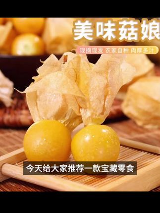【黑龙江产地直发】东北姑娘果灯笼果新鲜采摘#绍兴嵊州 #支坪镇 #宁波慈溪杭州湾新区 #西安人的情怀