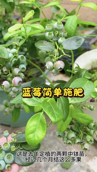 家庭蓝莓如何简单施肥? 忘了说最终果子膨大期高钾肥继续追,可以用硫酸钾#真实生活分享计划 #家庭蓝莓种植方法 #蓝莓施肥 #盆栽蓝莓 #蓝莓