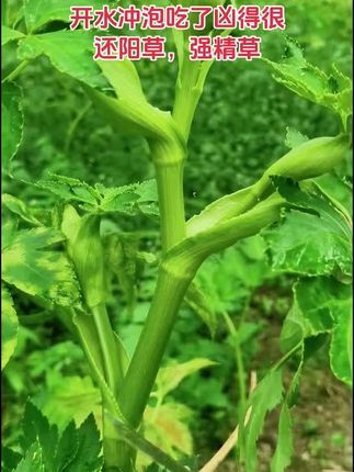 #种植 #强精草 #查尔酮 #还阳草 #神仙草 开水冲泡吃了凶得很,还阳草,强精草,神仙草,查尔酮