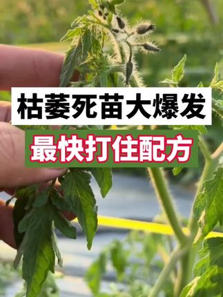 只需要一招,枯萎病不再来#西红柿种植 #西红柿种植技术 #西红柿管理