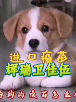狗狗卫佳伍疫苗#小黄车直接购买