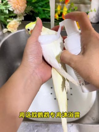 给玄凤洗澡清理一下羽粉,家里干净了,玄凤也不痒了#鹦鹉洗澡 #鹦鹉沐浴露 #鹦鹉沐浴