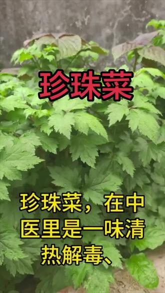 #中药材#上热门 #珍珠菜#清热利湿#活血