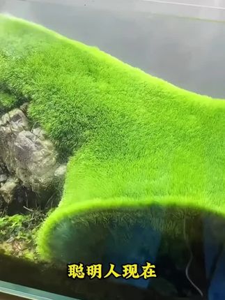 #苔藓孢子粉#苔藓微景观#假山吸水石盆景造景#自己种苔藓