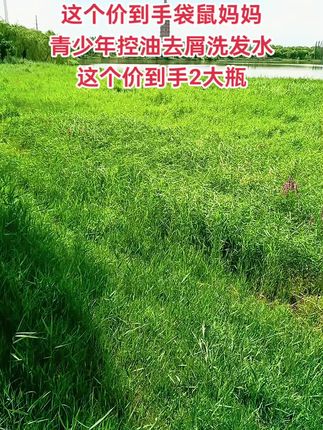 袋鼠妈妈青少年洗发水专为初高中学生设计,控油去屑效果好,让孩子运动后也能保持头皮清爽、发丝飘逸,是学生党的爱用好物#青少年洗发水 #控油去屑##学生党 #袋鼠妈妈 #生活必备