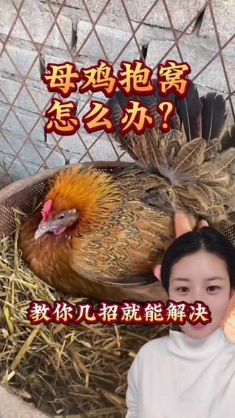 母鸡抱窝怎么办。#生活服务热点中心 #养鸡人 #养鸡小妙招 #三农 #散养土鸡@DOU+上热门 @DOU+小助手