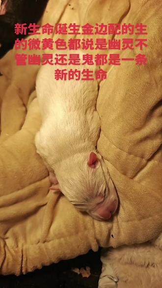 #边牧#边境牧羊犬#边牧球球生长日记