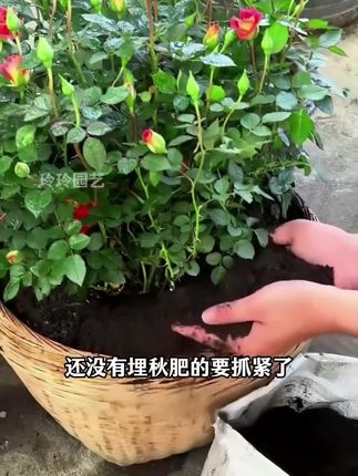 羊粪#营养土 #家庭园艺 #绿植盆栽 #花卉绿植 #阳台种菜
