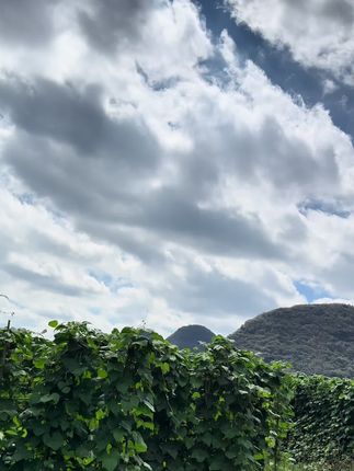 现在现发,汤甜正宗高山四季豆#农村生活 #豆角 #四季豆
