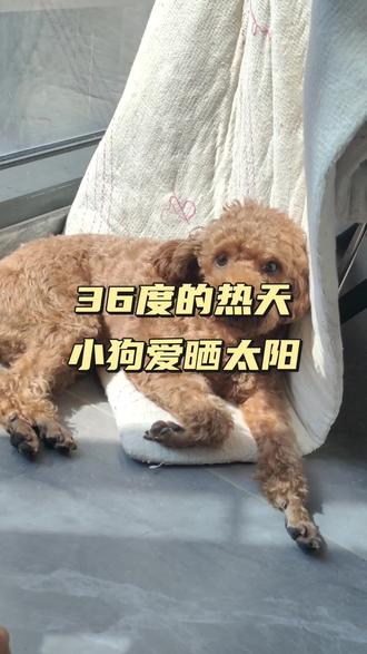 #爱晒太阳的狗狗 #泰迪 狗狗是不是也体寒?