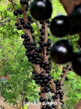 公主,王爷请施肥#三农 #树葡萄 #嘉宝果 #助力三农 #台创嘉宝果树葡萄