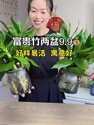 富贵竹#室内绿植 #水培植物 #超便宜超划算#绿植盆栽 #爱生活爱养花