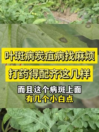 叶斑病炭疽病找麻烦?打药得配全。#农业种植 #种植技巧 #病虫害防治 #种植小技巧 #西瓜种植