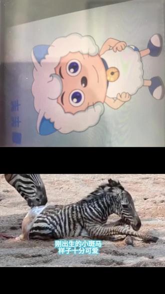和 @动物日报 一起 #合拍