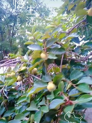 #山水画纯手绘 #口感特别好 #快来一起尝个鲜 #硕果累累 #庭院果树 ,日本甜柿果子累累丰收在望