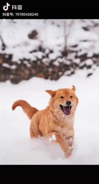 我一直在哭,真的难以接受这么可爱的莲梅走了,我的头像还是小莲梅洗澡等过年😭可是怎么一眨眼你就不在了😭😭#骏良 #莲梅