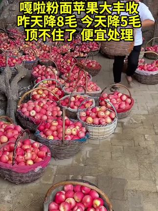 嘎啦粉面苹果应季新鲜小苹果沙甜糯脆粉两吃产地直发#优质农产品 #粉面苹果 #嘎啦苹果 #大人孩子都爱吃#三农