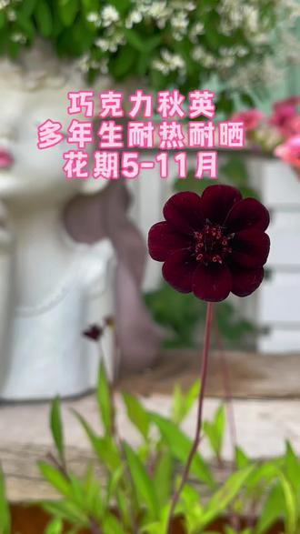 巧克力秋英 多年生 耐热耐晒 花期长 花期5-11月 #巧克力秋英 #耐热植物推荐 #花卉绿植 #好看的花一定要分享给你 #我的花花草草🌸🌸