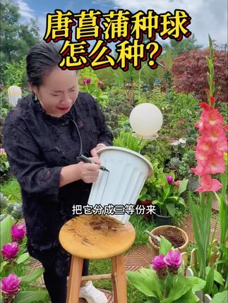 唐菖蒲要怎么种? #剑兰 #花卉绿植 #爱生活爱养花 #种花 #家庭种植