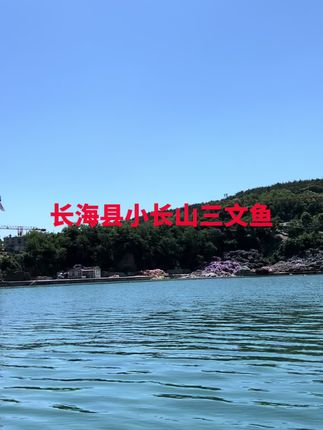 海水三文鱼